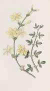 Naked-flowered Jasmine