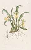 One-flowered Oncidium