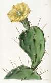 One-spined Opuntia