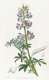 Party-coloured Lupine