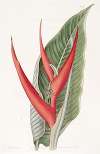 Powdered Heliconia