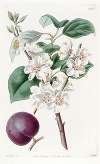 Purple-fruited Apricot