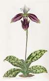 Purple-stained Lady’s Slipper