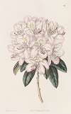 Rhododendron Aprilis