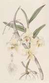 Rhomb-lipped Dendrobium