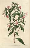 Rod-branched Fuchsia