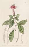 Rose-coloured Barnadesia