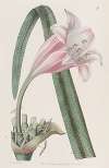 Rose-coloured changeable Crinum