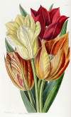 Rough-stemmed Tulip