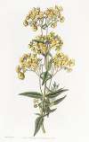 Sessile-leaved Calceolaria