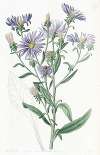 Shewy Aster