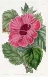 Single-flowered Chinese Rose Mallow
