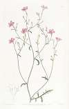 Slender-flowered Gilia