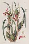 Slender-leaved Maxillaria