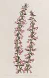 Small-flowered Pitted Epacris
