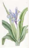Small-winged Iris
