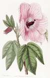Splendid Hibiscus