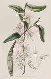 Sweet Club-stemmed Dendrobium