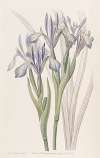 Sweet-scented Iris