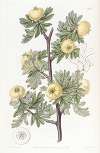 Tansy-leaved Hawthorn