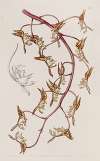 Tawny-flowered Gongora