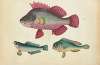 One pink fish, two green fish