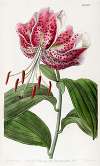 The Crimson Japan Lily