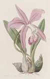 The May-flower Laelia