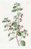 Thyme-leaved Fuchsia