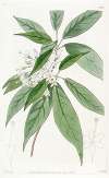 Thyrse-flowered Reevesia
