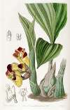 Two-coloured Barrel-Orchis