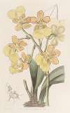 Two-warted Oncidium