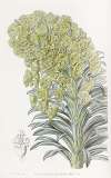 Venetian Euphorbia