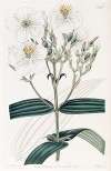 White-flowered Nipal Osbeckia