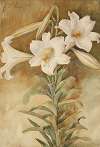 Still Life of Easter Lilies