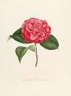 Iconographie du genre Camellia Pl.001