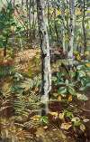 Birkenwald