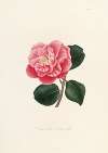 Iconographie du genre Camellia Pl.002