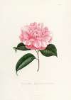 Iconographie du genre Camellia Pl.003