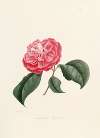 Iconographie du genre Camellia Pl.004