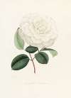 Iconographie du genre Camellia Pl.005