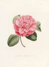 Iconographie du genre Camellia Pl.006