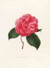 Iconographie du genre Camellia Pl.008