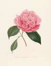 Iconographie du genre Camellia Pl.010