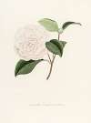 Iconographie du genre Camellia Pl.012