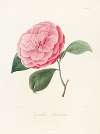 Iconographie du genre Camellia Pl.014