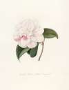Iconographie du genre Camellia Pl.015