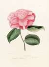 Iconographie du genre Camellia Pl.016