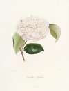 Iconographie du genre Camellia Pl.017