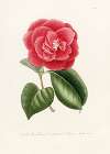Iconographie du genre Camellia Pl.018